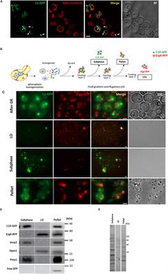 Tubular ER Associates With Diacylglycerol-Rich Structures During Lipid Droplet Consumption